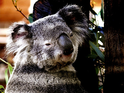 Koala在树上动物背景图片