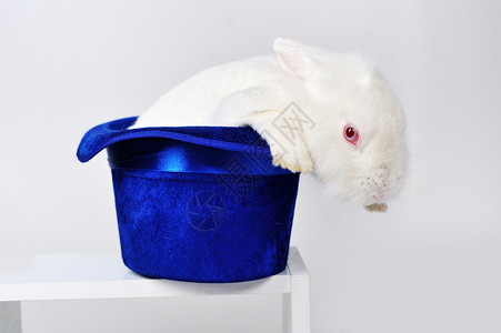 戴着蓝帽子的白兔子背景图片