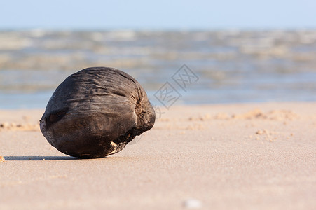 海滩上的椰子生活飞溅蓝色海上生活背景图片