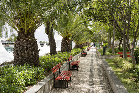 带棕榈树的热带热带街道直播红色棕榈长椅植物背景图片