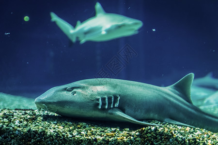 鲨鱼游泳捕食者水族馆鱼类掠食性吸引力背景图片