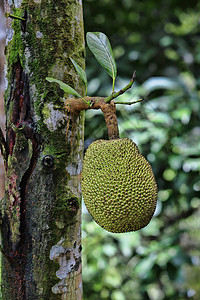 面包果绿色森林叶子水果食物果木荒野气候热带背景图片