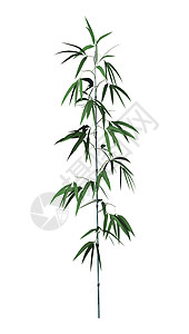 竹木树花园生长白色环境热带植物竹子背景图片