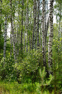 绿树林日落桦木木头植物群美丽天空公园场景叶子树林背景图片