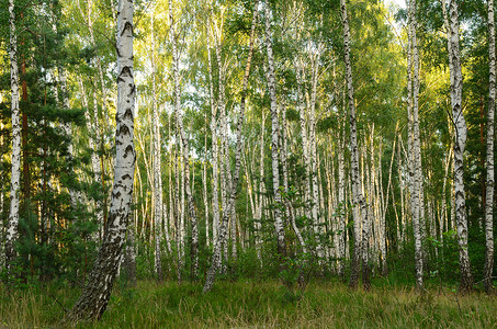 绿树林蓝色木头树干森林桦木叶子季节植物群植物日落背景图片