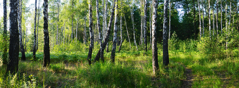 绿树林美丽生态树林环境季节木头公园叶子树干阳光背景图片