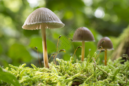 荷兰秋季森林中的蘑菇 秋天在荷兰银行椅子季节植被绿色红色树叶生长有毒的高清图片素材