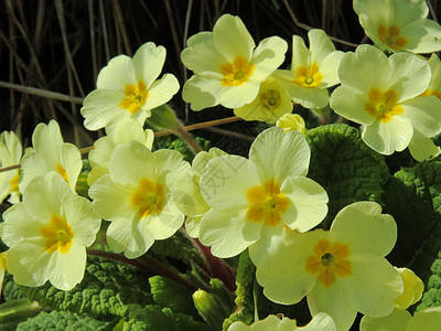 Primrose(普里穆拉粗俗)背景图片