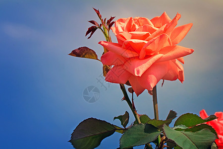 蓝色玫瑰美丽的花朵与蓝色的天空对立季节花园花艺绿化粉色花瓣园林玫瑰植物植物学背景