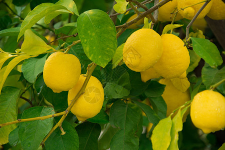 树上柠檬雨滴黄色绿色下雨天树叶背景图片