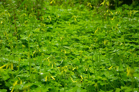 绿草地黄色花朵植物绿色背景背景图片