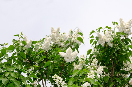 春天的白花边膜花瓣天空花园阳光雌蕊植物学衬套荒野果园芳香背景图片