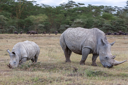 草原上犀牛喇叭坦桑尼亚高清图片