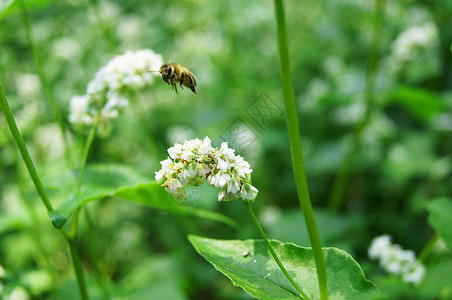 金荞麦Buckwheat 鲜花缝合背景