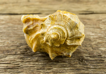 海壳躺在木木背景上三角肌贝壳海滩漩涡收藏生活水平螺旋动物暴风雨背景图片