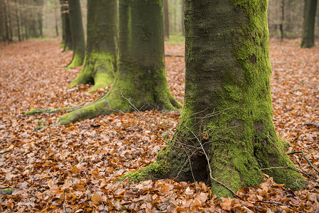温特斯绿色 苔苗覆盖 树脚背景