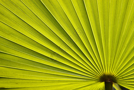 巴哈马的绿色质地静脉黑色白色植物棕榈背景图片