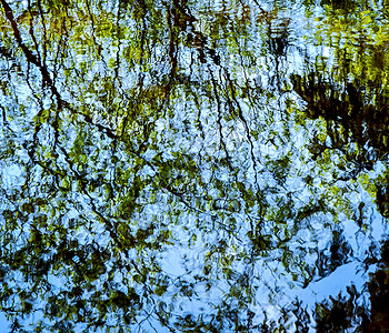 水中的树木镜像阳光涟漪波浪植物分支机构白色蓝色树干摄影背景图片