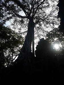 树的轮光森林天空阴影背景图片