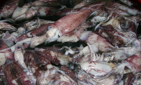 在印度果阿的一个鱼市场上的新鲜鱿鱼卡路拉米里生产贝类餐厅饮食荒野团体烹饪水产品营养甲壳背景图片