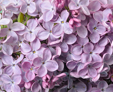 丁香花多叶工作室植物群植物学花序香水香味蓝色季节植物背景图片