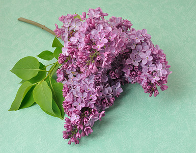 丁香花多叶工作室植物群植物学花朵季节香味植物紫色蓝色背景图片