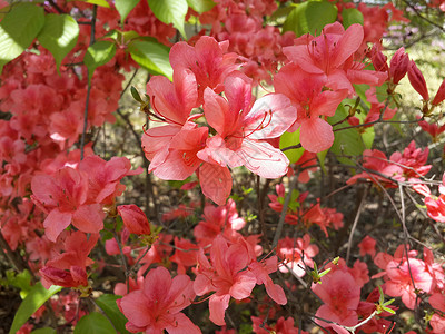 红花花朵花园植物园艺背景图片