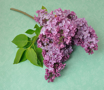 丁香花多叶植物群季节香味植物蓝色紫色香水工作室植物学背景图片