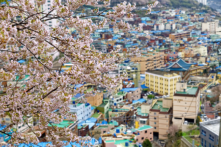 釜山甘川文化村的樱树场景金融景点景观全景樱花旅游游客地标村庄背景图片