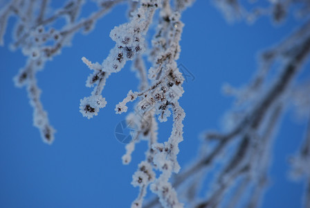 蓝色天空和冻结的树枝背景图片