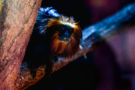 猴子和小鸟黑猴子狨猴猕猴动物园黑猩猩荒野黑色生活灵长类哺乳动物猿猴背景