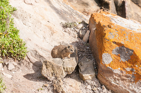 少年摇滚Hyrax高清图片