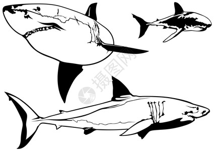 大白鲨鱼集海上生活真鲨科高清图片