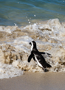 冲浪企鹅海滨非洲企鹅组织背景