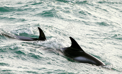润体乳海豚海洋哺乳动物背景