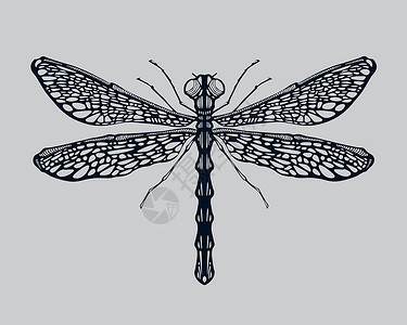 龙昆虫手绘飞行蜻蜓翅膀插图动物背景图片