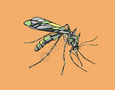 蚊虫插图昆虫矢量蚊子绘画翅膀手绘背景图片