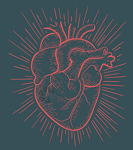 人类心脏手绘肌肉静脉一部分身体动脉插图背景图片