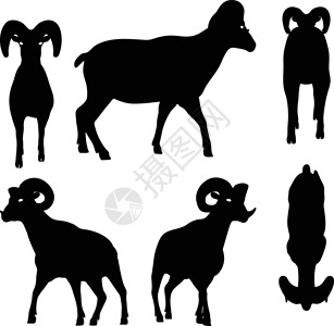 大角湾大角绵羊在行走姿势中摇摆黑色草图插图阴影冒充宠物哺乳动物荒野白色山羊设计图片