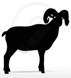 扭头大角绵羊 摇摇头姿势山羊荒野哺乳动物冒充黑色插图白色阴影宠物草图插画