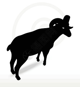 扭头大角绵羊 摇摇头姿势宠物哺乳动物阴影山羊冒充插图白色荒野黑色草图插画