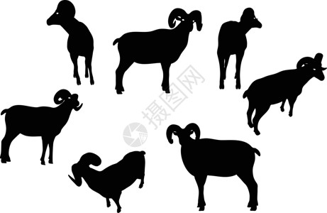 扭头大角绵羊 摇摇头姿势荒野哺乳动物插图宠物冒充阴影白色山羊黑色草图插画