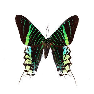 黑色蝴蝶素材白上隔离的蝴蝶热带野生动物脆弱性黄色紫色昆虫生物学黑色蓝色君主背景