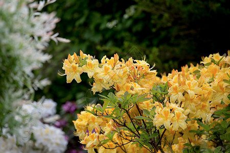 罗萨莉亚黄色的阿扎莉亚 罗多登德伦灌木盛开花花园植物群公园宏观花瓣衬套场地叶子园艺植物背景