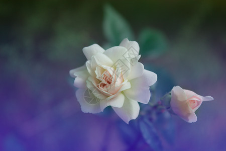 美丽苍白的粉红玫瑰植物花瓣花园粉色玫瑰白色高清图片