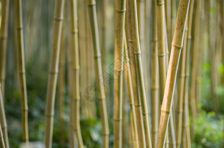 绿竹和棕竹细节花园绿色栅栏冥想植物枝条棕色森林木头背景图片