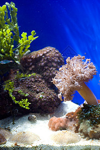 含有鱼类和珊瑚的水族馆蓝色野生动物潜水热带游泳生活盐水浮潜爱好花园印度尼西亚高清图片素材