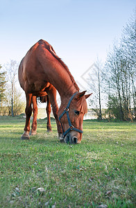 马在草地上场地动物眼睛牧场哺乳动物动物群农场空气农业休息背景图片