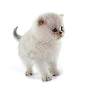 小猫奇特短发工作室宠物虎斑白色动物猫科背景图片