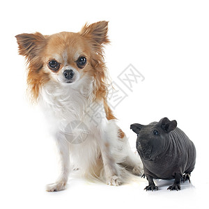 吉鼠纳福猪和吉华花黑色宠物工作室动物小狗豚鼠无毛哺乳动物男性背景